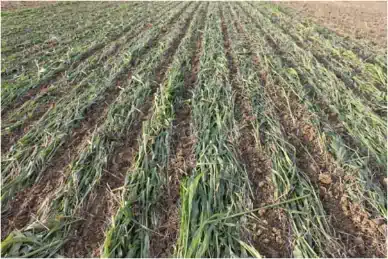 Strip-till, couvert végétal de sorgho